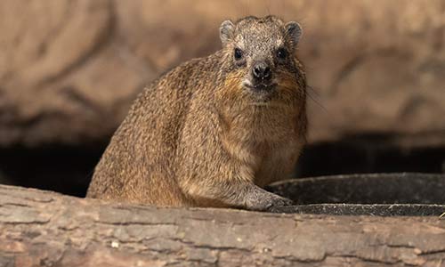 rock hyrax