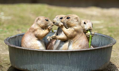 prairie dogs in a pan