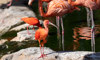 scarlet ibis