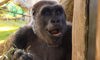 gorilla