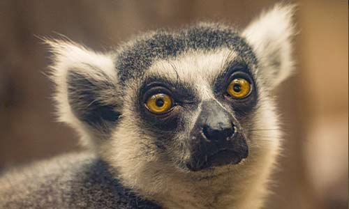 ring-tailed lemur