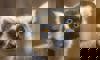 ring-tailed lemur