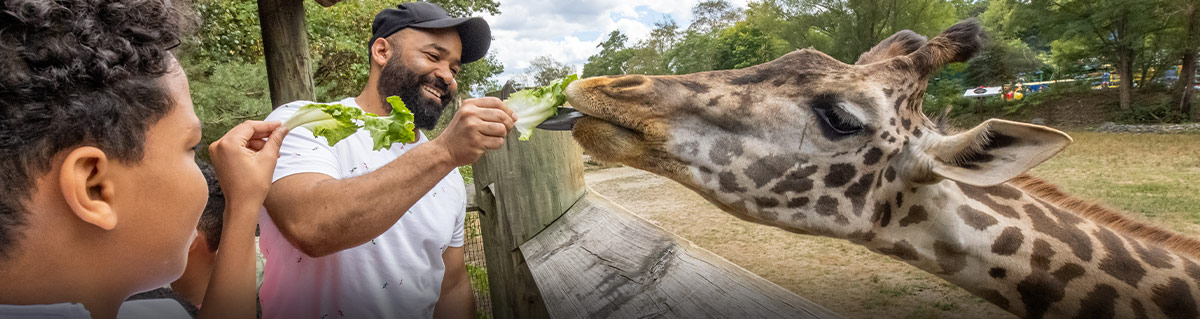 Guests feeding giraffe in an Animal Experience