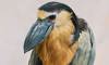 boat-billed heron