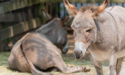 Sardinian dwarf donkey