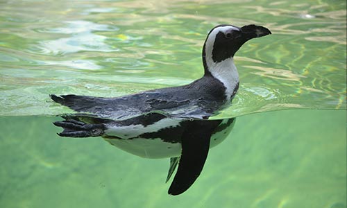 African penguin swimming