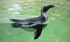African penguin swimming
