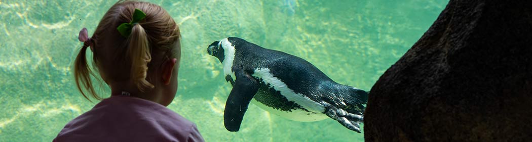 child watching penguin swimming underwater