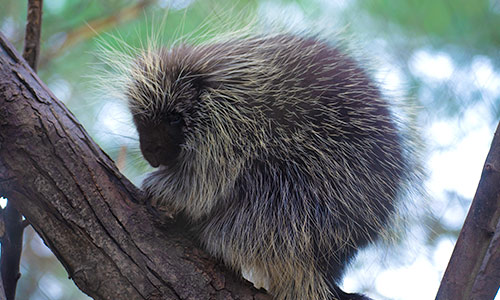 North American porcupine on a branch