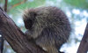 North American porcupine on a branch