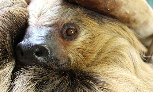 sloth
