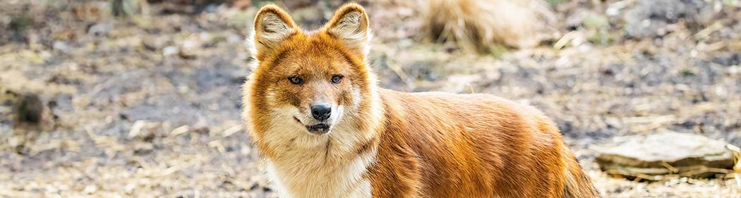 dhole