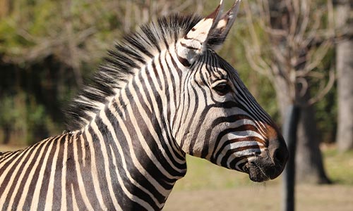 Hartmann’s Mountain Zebra