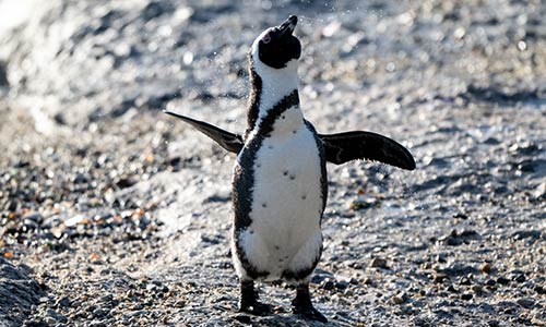 african penguin on the rocky coast