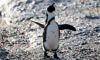 african penguin on the rocky coast
