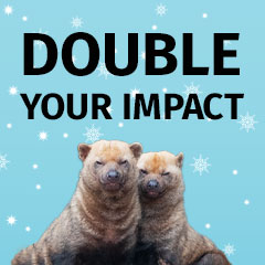 bush dogs with "double your impact" title