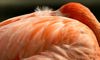 flamingo feathers