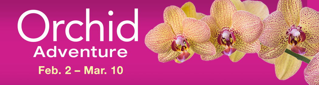 Orchid Adventure
