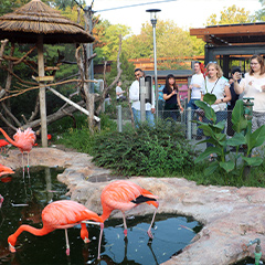 guests watching flamingos at Ales & Tails event