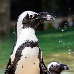 Penguin Box (2)