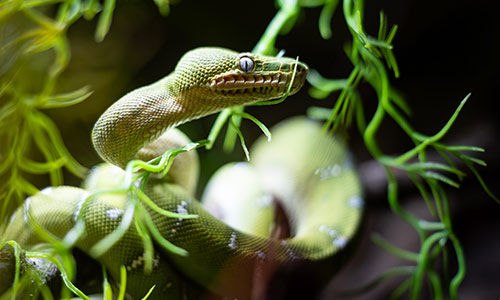 Emerald Tree Boa