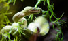 Emerald Tree Boa