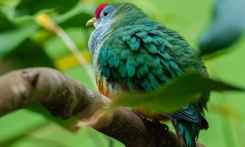 beautiful fruit dove