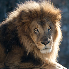 African lion