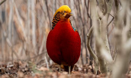 golden pheasant
