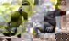 western lowland gorilla