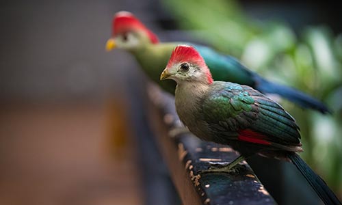 red-crested turaco
