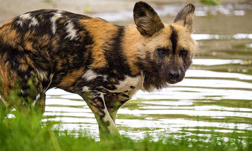 African painted dog in the water