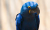 hyacinth macaw