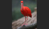 scarlet ibis