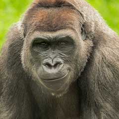 western lowland gorilla