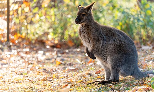 wallaby