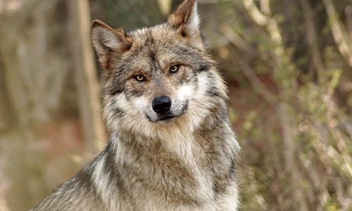 wolf