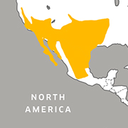 range map of roadrunner habitat