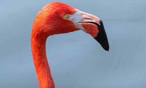 Caribbean flamingo