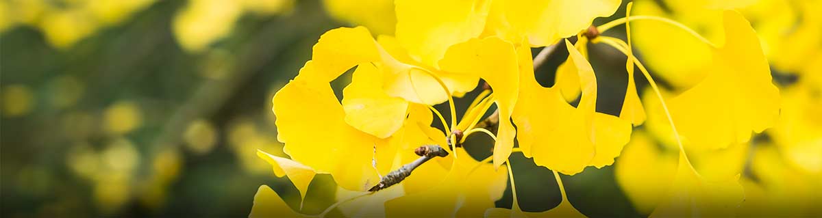 Ginkgo bilboa flowers