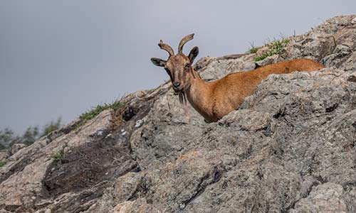 markhor