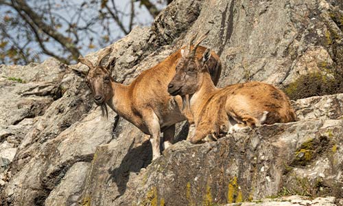 markhor