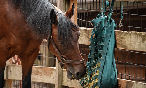 Morgan horse eating hay