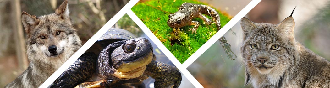 endangered species from MA