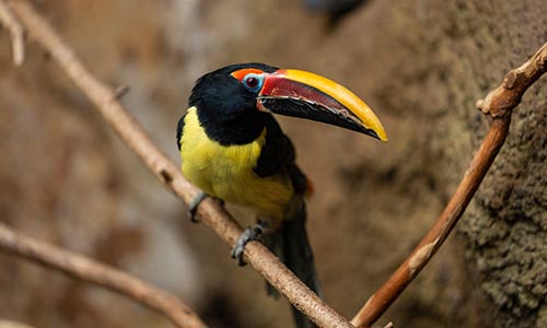green aracari