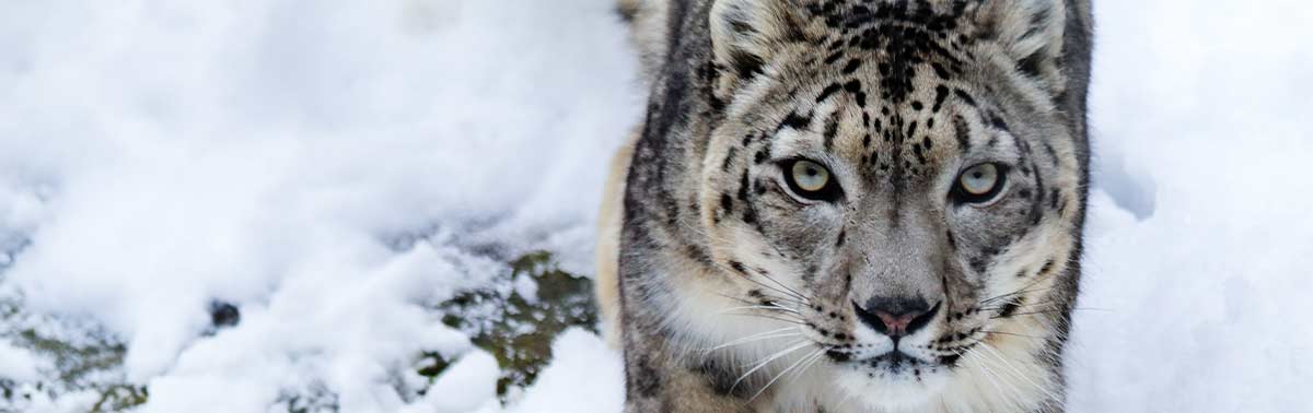 snow leopard