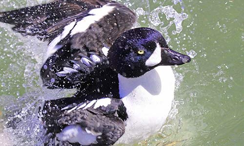 Barrow's goldeneye