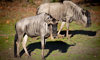 wildebeest
