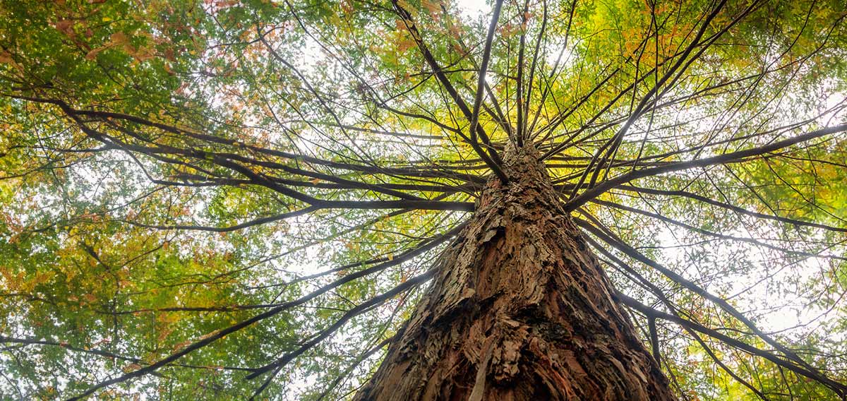tree canopy