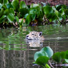 Jaguar2 Greatbeyondadventures Box